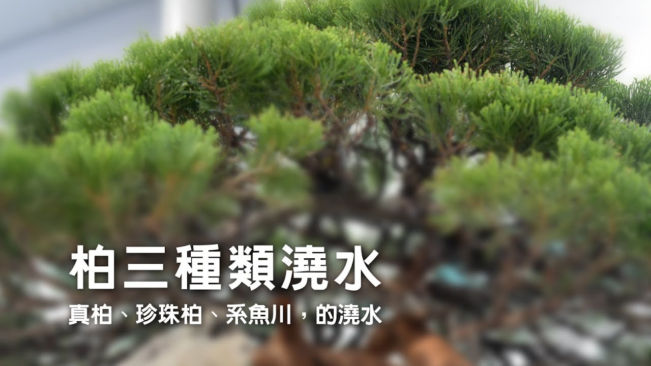 柏~三種類澆水~