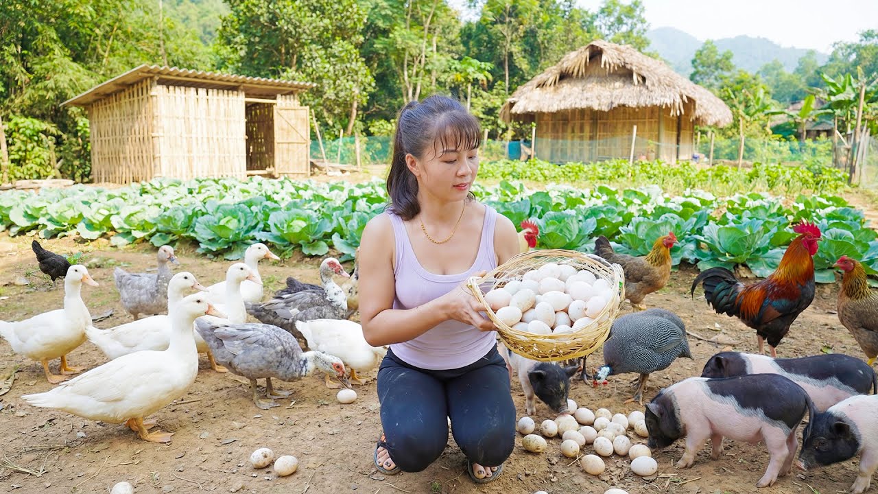 Harvesting Many Duck Eggs Goes To Market Sell, Taking Care Of The Farm - Farm Life