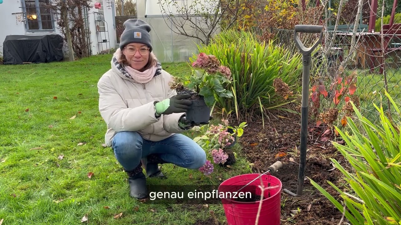 Hortensien im Herbst pflanzen – Schritt für Schritt