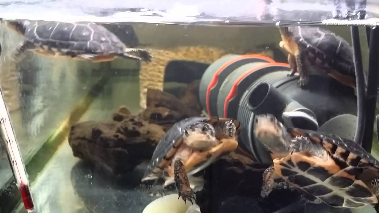 選抜キボシイシガメCB.Selected spotted turtles.