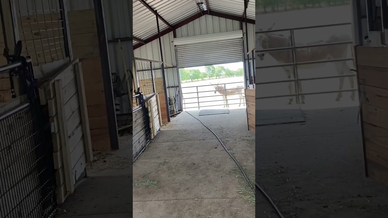 &hellip;.they talk about stubborn donkeys&hellip;.but NOT SPOILED ONES #captainequine #donkey #wow