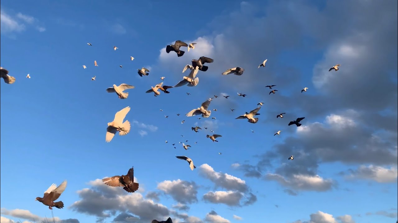 Kabutar bazi from Melbourne #3 video