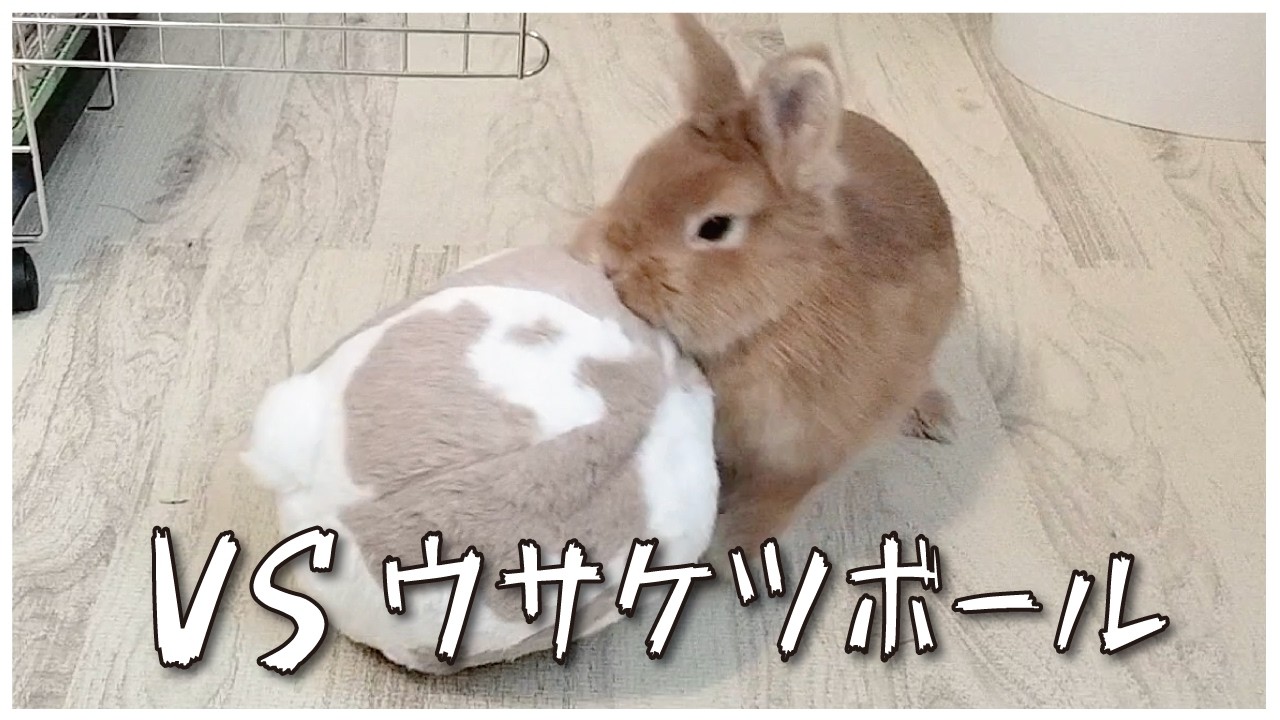 はじめてのおもちゃと闘いを始めるうさぎさん