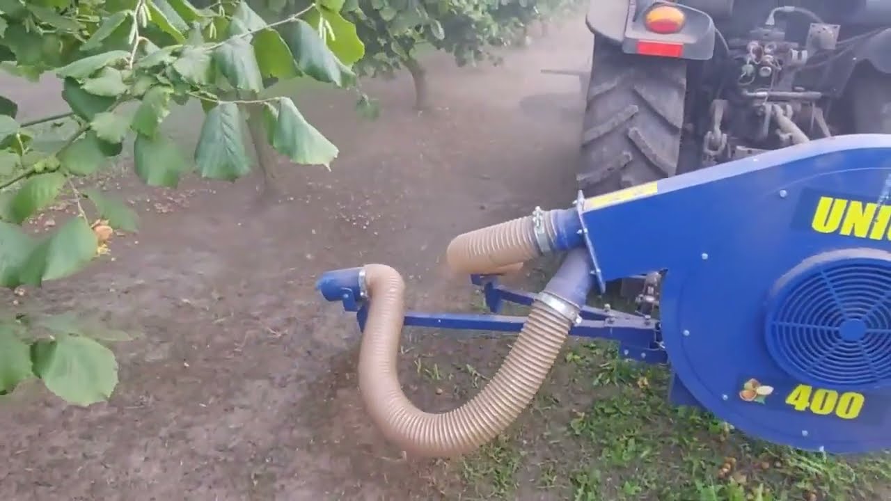Золотий горішок. Готуємо сад до збору врожаю фундука 2023р.