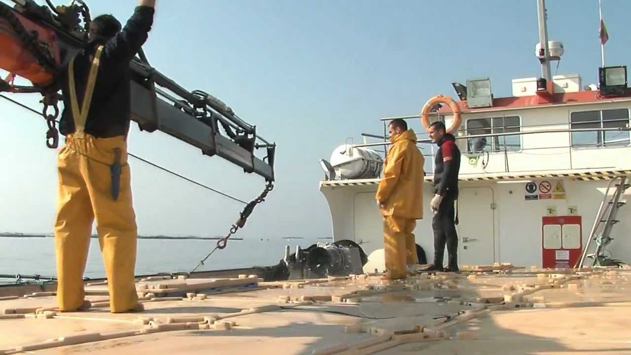 Sabor a mar en la piscifactoría de Predomar. Sabor a mar descubre la dorada cultivada.