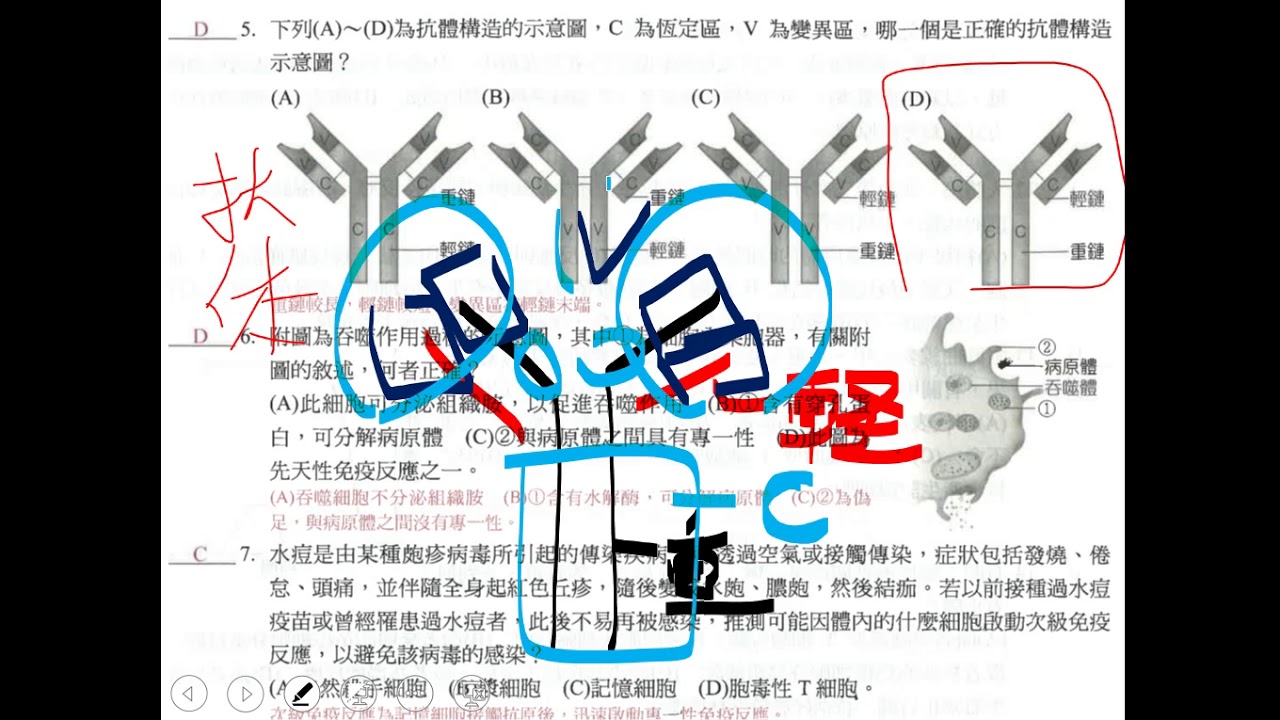 補充說明抗體的結構三書