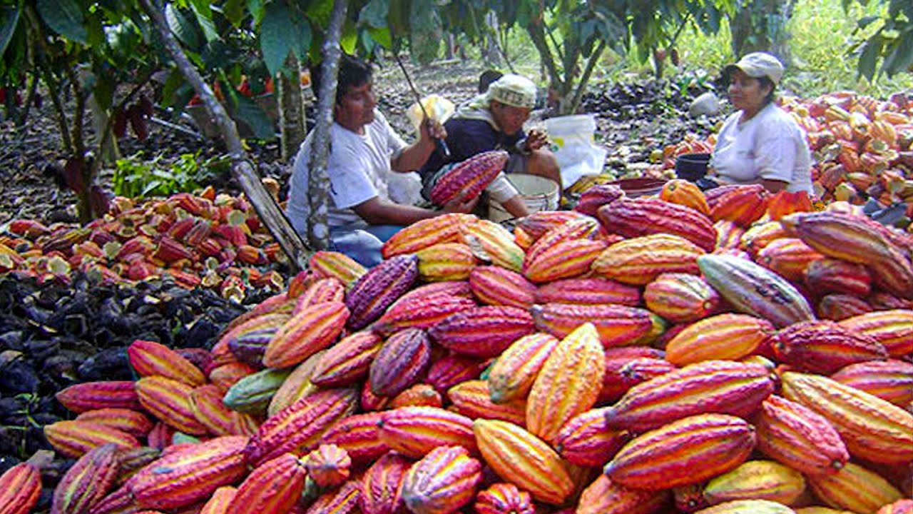 Cocoa Harvesting Process | Cocoa Processing | How To Make Chocolate From Cocoa