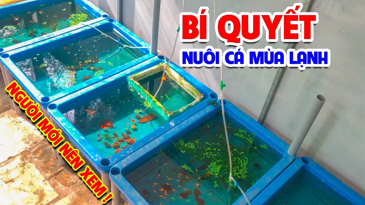 Kinh Nghiệm Nuôi Cá 7 Màu Mùa Lạnh - Người Mới Nên Xem