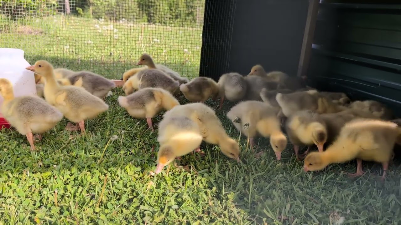 Little Lawn Mowers (baby embden goslings)