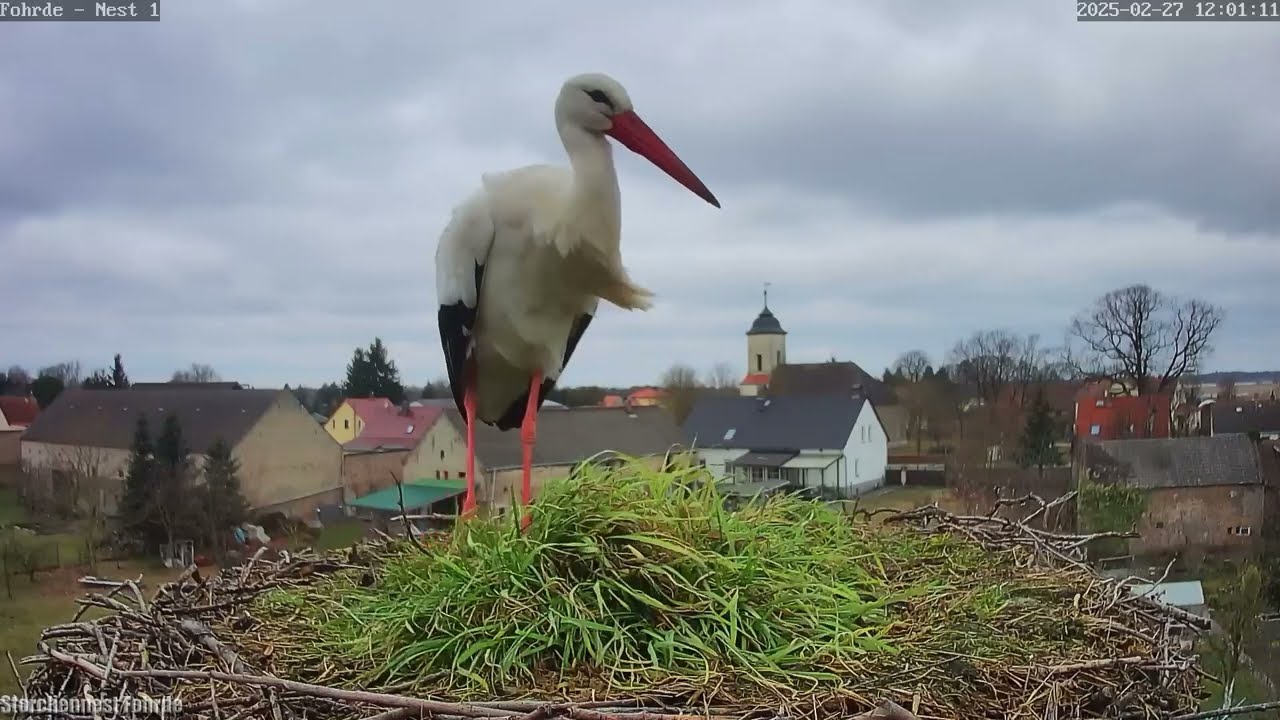 Ben besucht die Horste und frisst an der Fohrder Kute bei der Feuerwehr - 27.02.2025