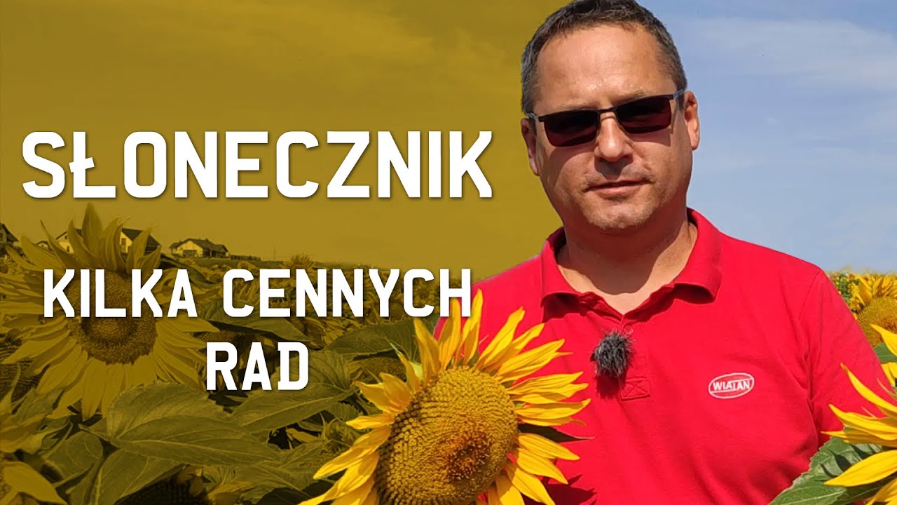 SŁONECZNIK. Kilka cennych rad nt. uprawy