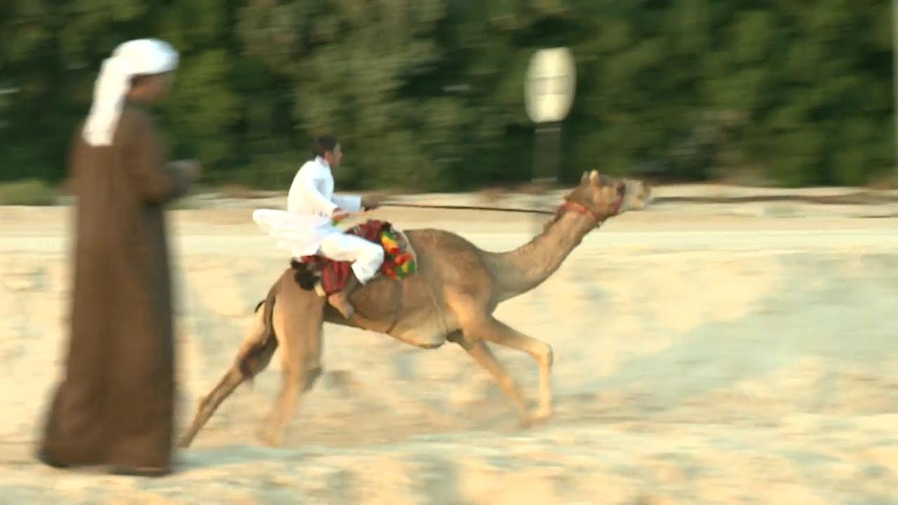 سيف فزاع للزمط - تآهيل
