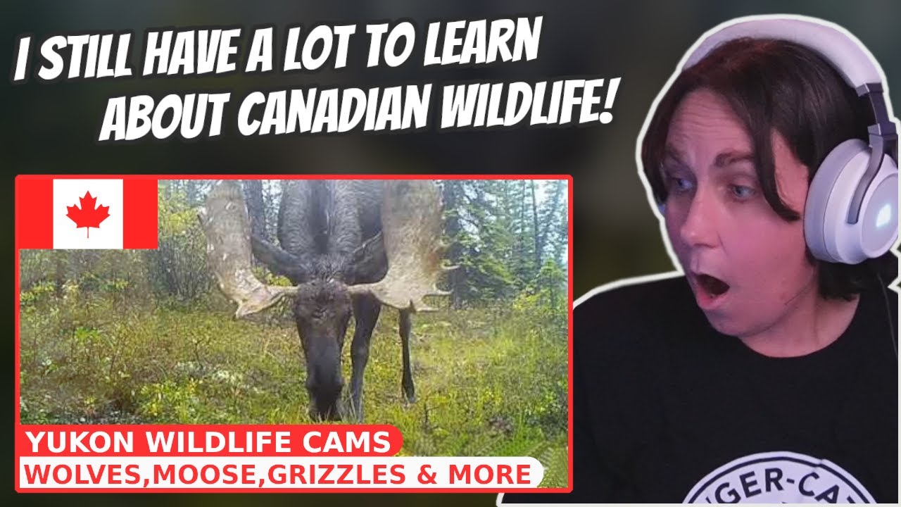 Yukon Wildlife Cams - Wolves, moose, grizzlies and more | Australian Reacts to Canada | AussieTash