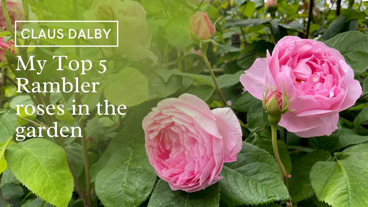My top 5 Rambler roses in the garden