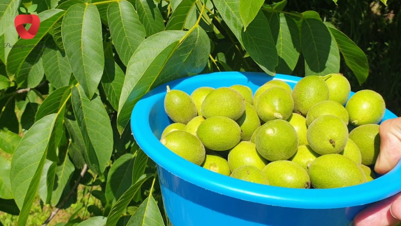 Целебные свойства этого растения избавят вас от многих болезней