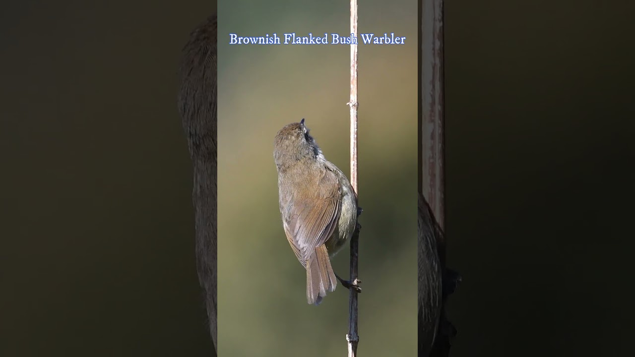 Brownish Flanked Bush Warbler calling #shorts #wildlife #nature #warbler