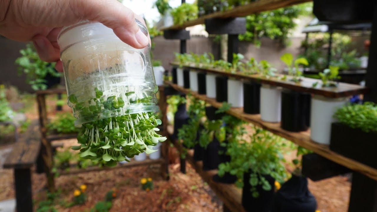 Easy Growing for People That Can’t Garden