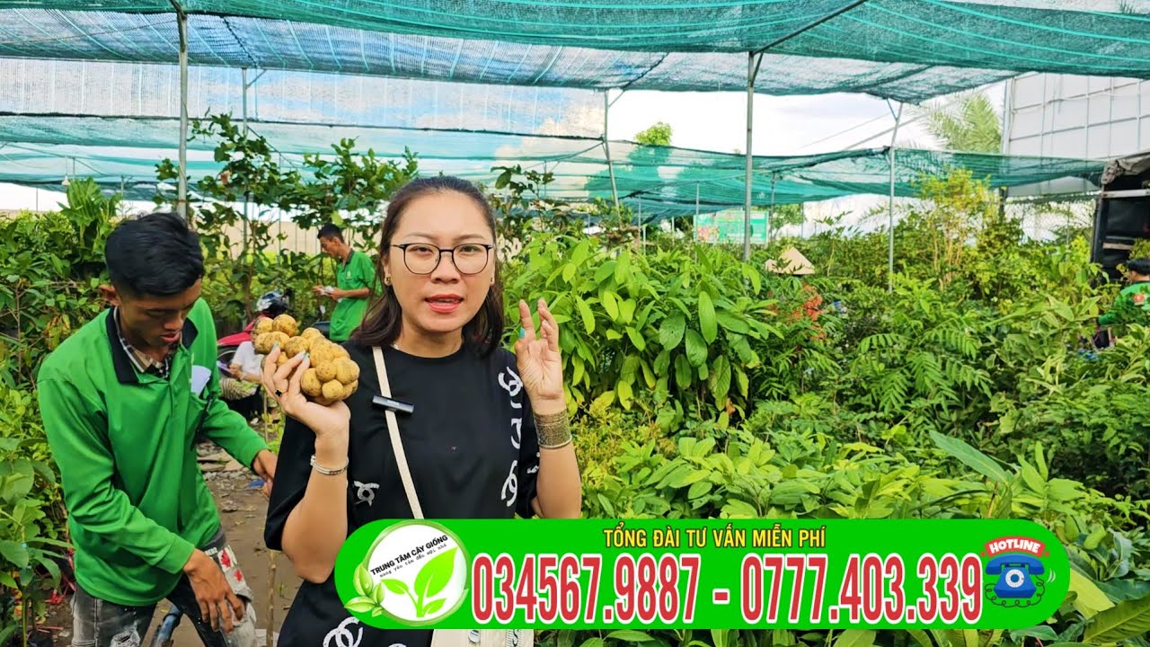 8 loại cây giống trồng kinh tế cao