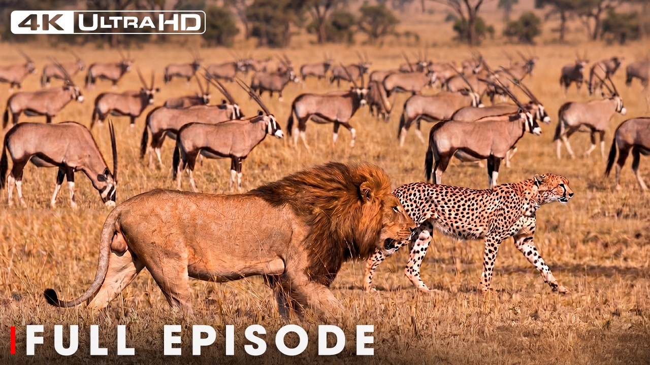The Ultimate Battle of the Savannah (Full Episode) | Savage Kingdom | Nature Animal Documentary