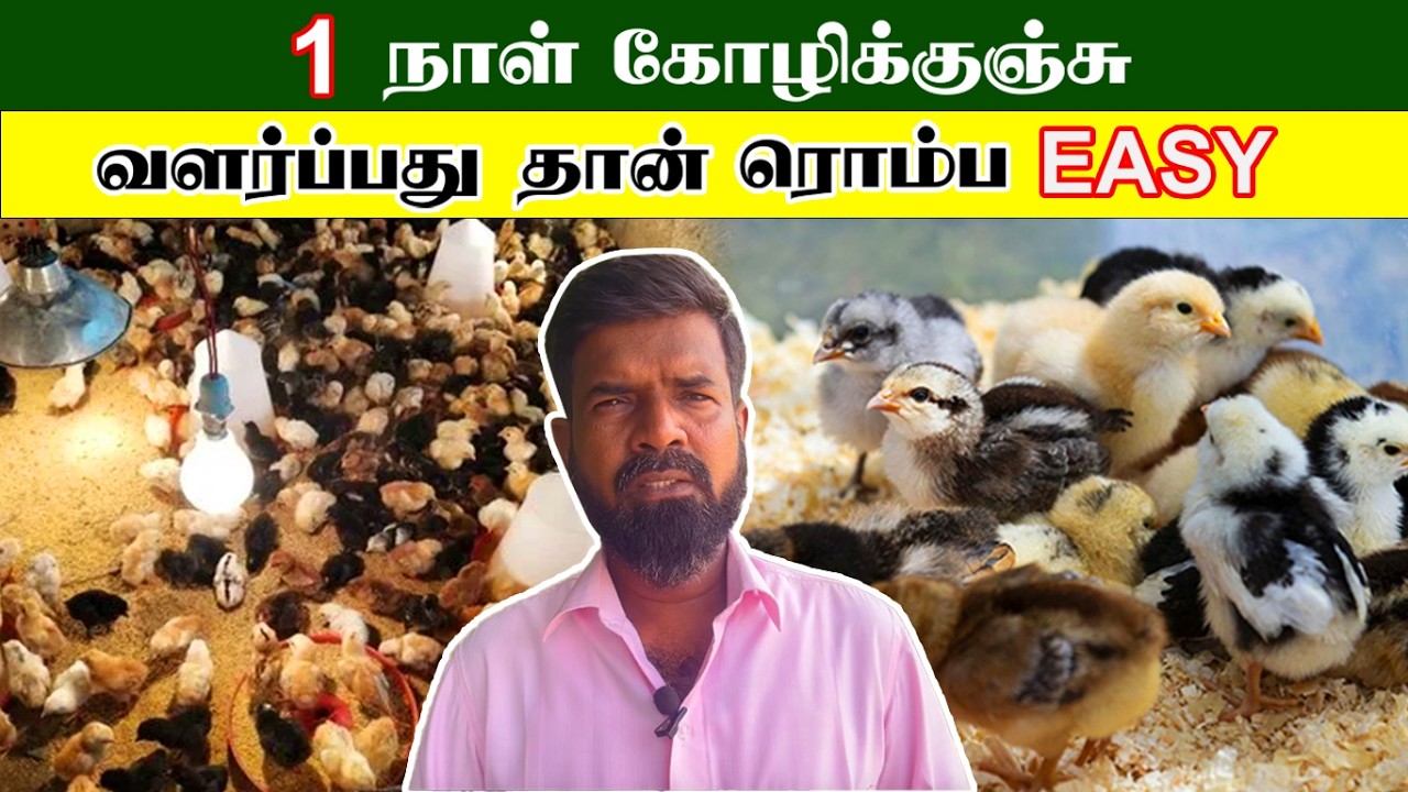 கோழிக்குஞ்சு பொரித்தவுடனே வாங்கி வளர்ப்பது தான் ரொம்ப EASY | TAMIL | GUNA NATTUKOZHI PANNAI