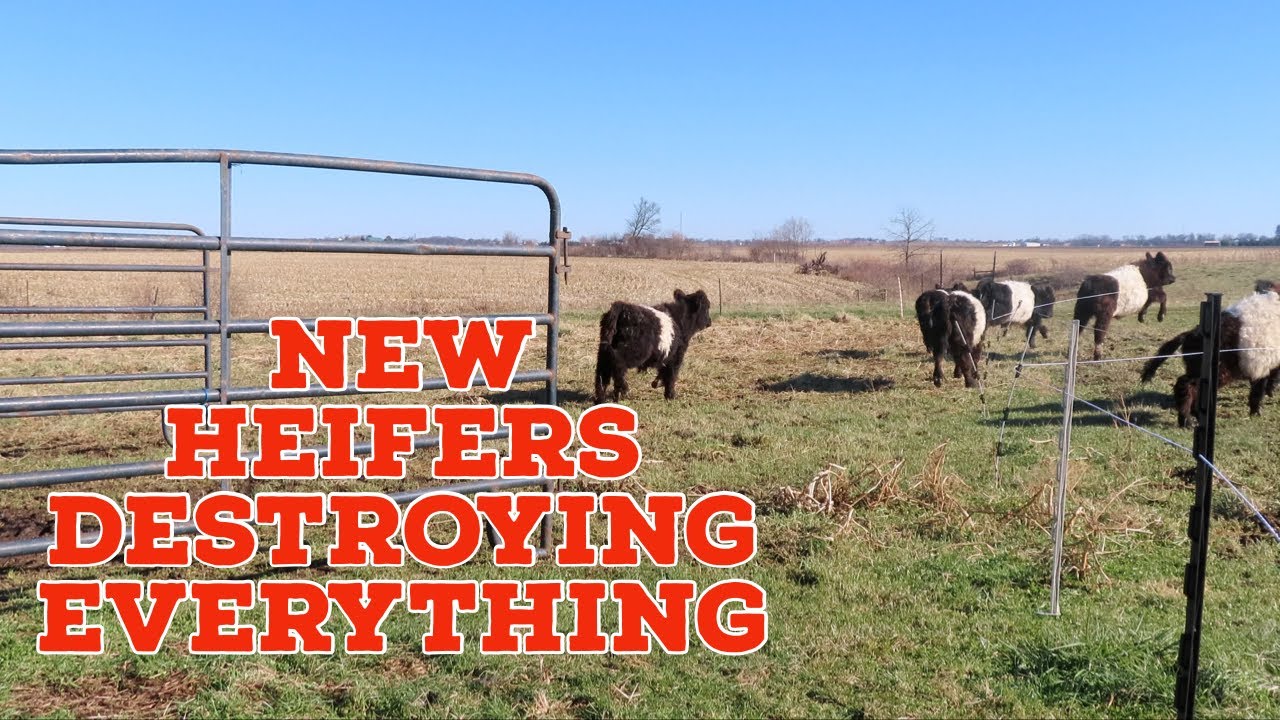 Starting A Cattle Farm From Scratch