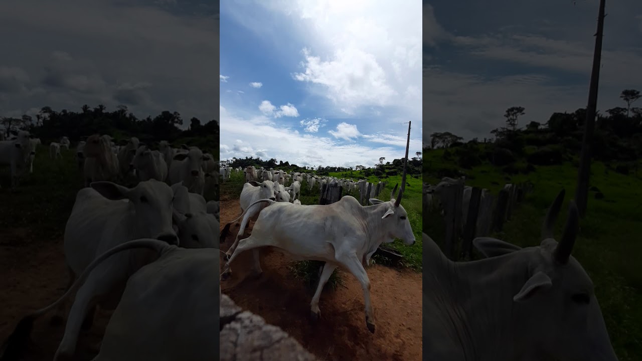 gado nelor