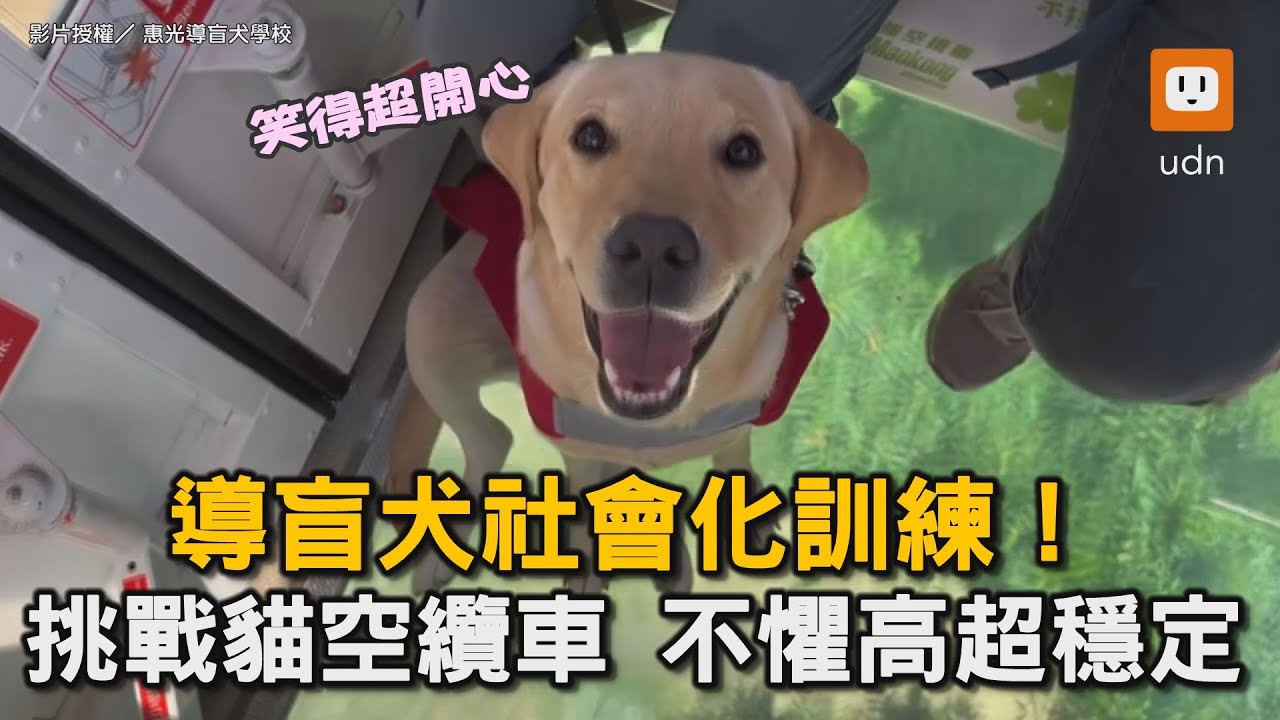導盲犬社會化訓練！挑戰貓空纜車 不懼高超穩定｜勇敢｜狗狗｜拉不拉多｜視障｜訓練 @TheGuidedogs