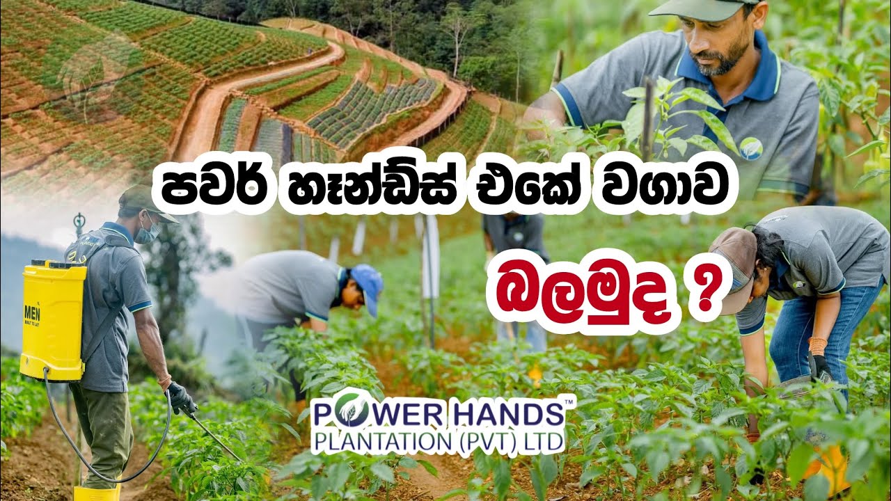 Power Hands Plantation | Plantation Visit ☘️ පවර් හෑන්ඩ්ස් එකේ රවුමක් යමුද