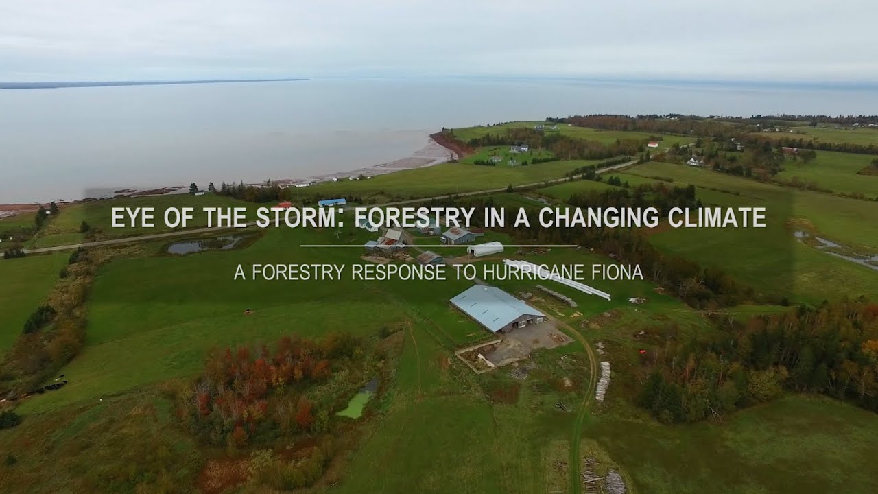 Eye of the Storm   Forestry in a Changing Climate