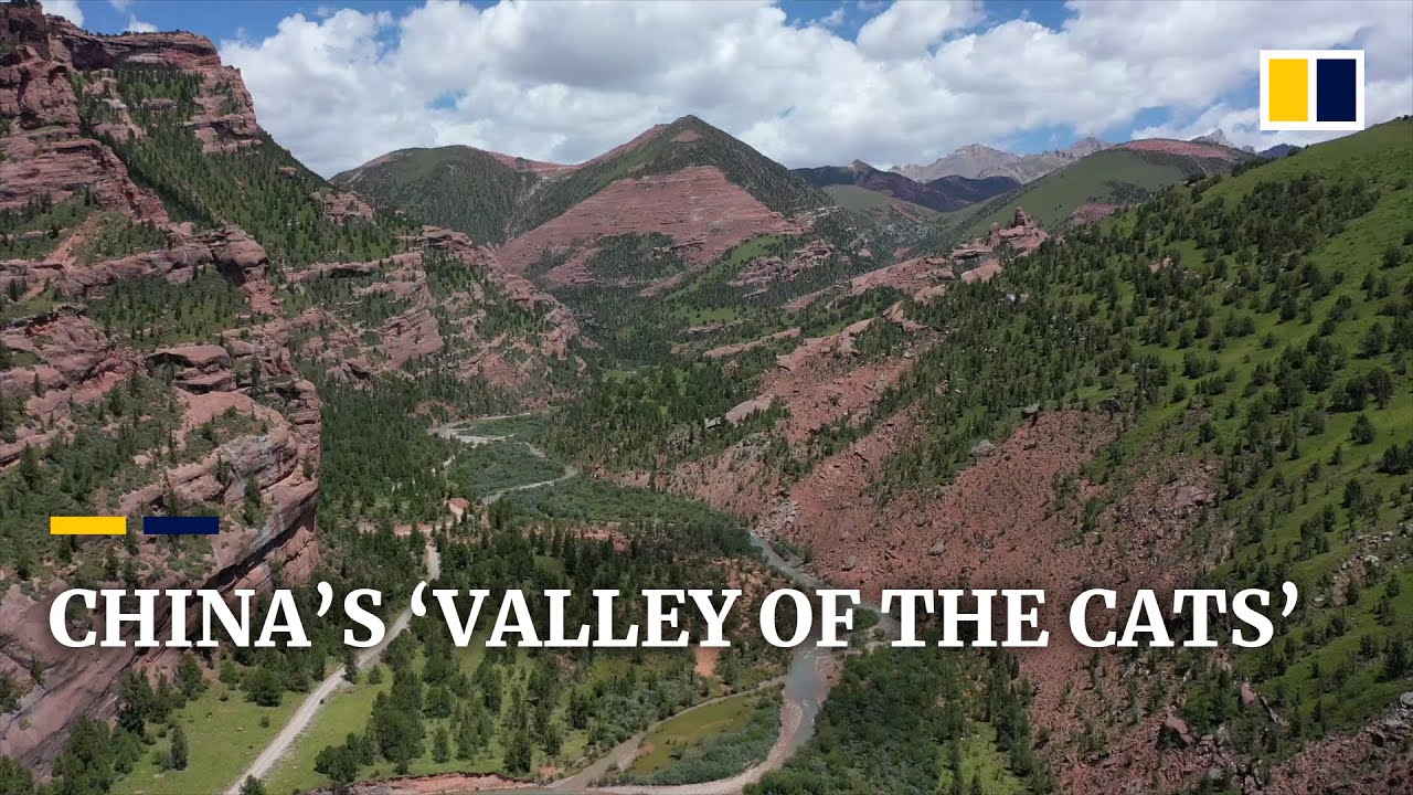 Welcome to China&rsquo;s &lsquo;Valley of the Cats&rsquo;