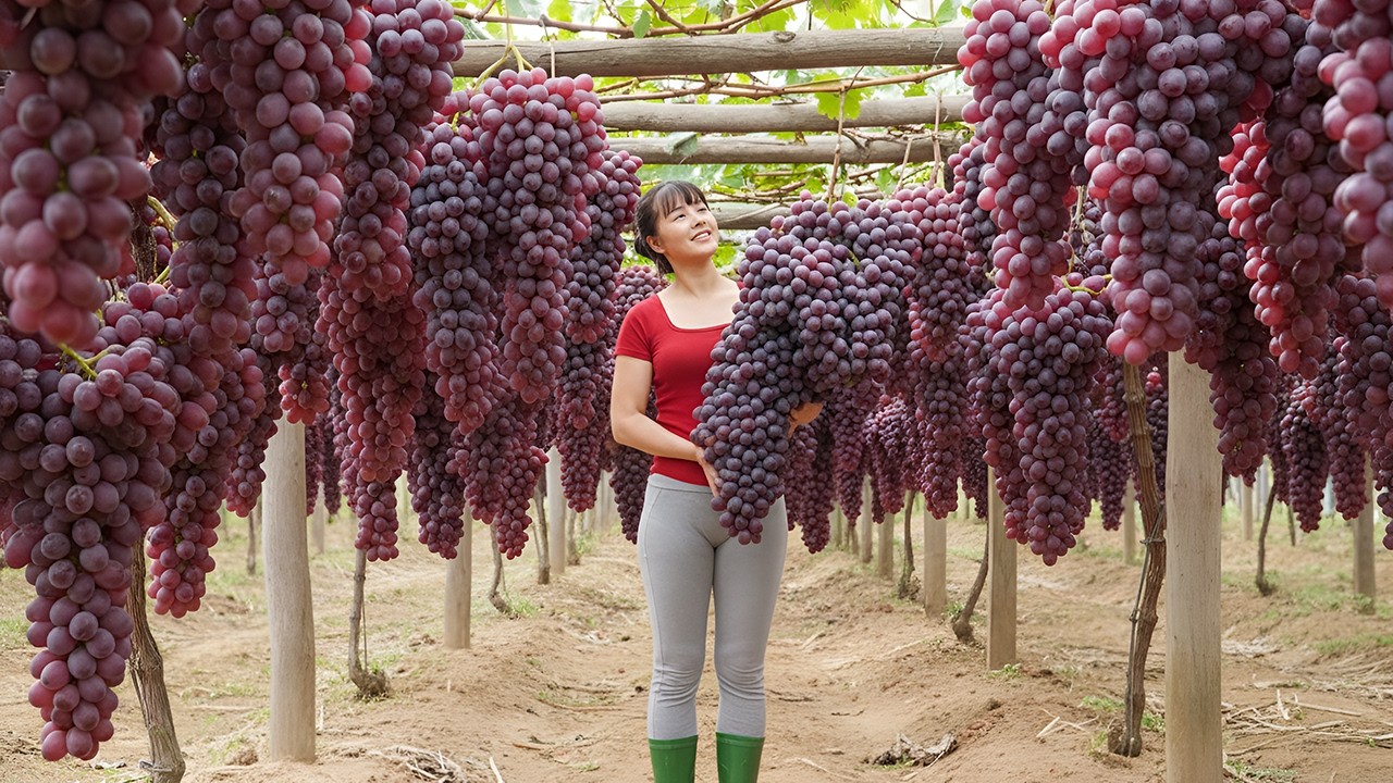 Cosechando Muchas Uvas Maduras — Camino al Mercado Rural