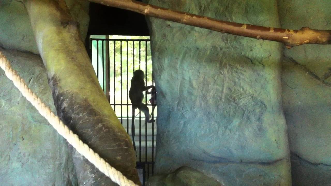 Яванский макак | Macaca fascicularis