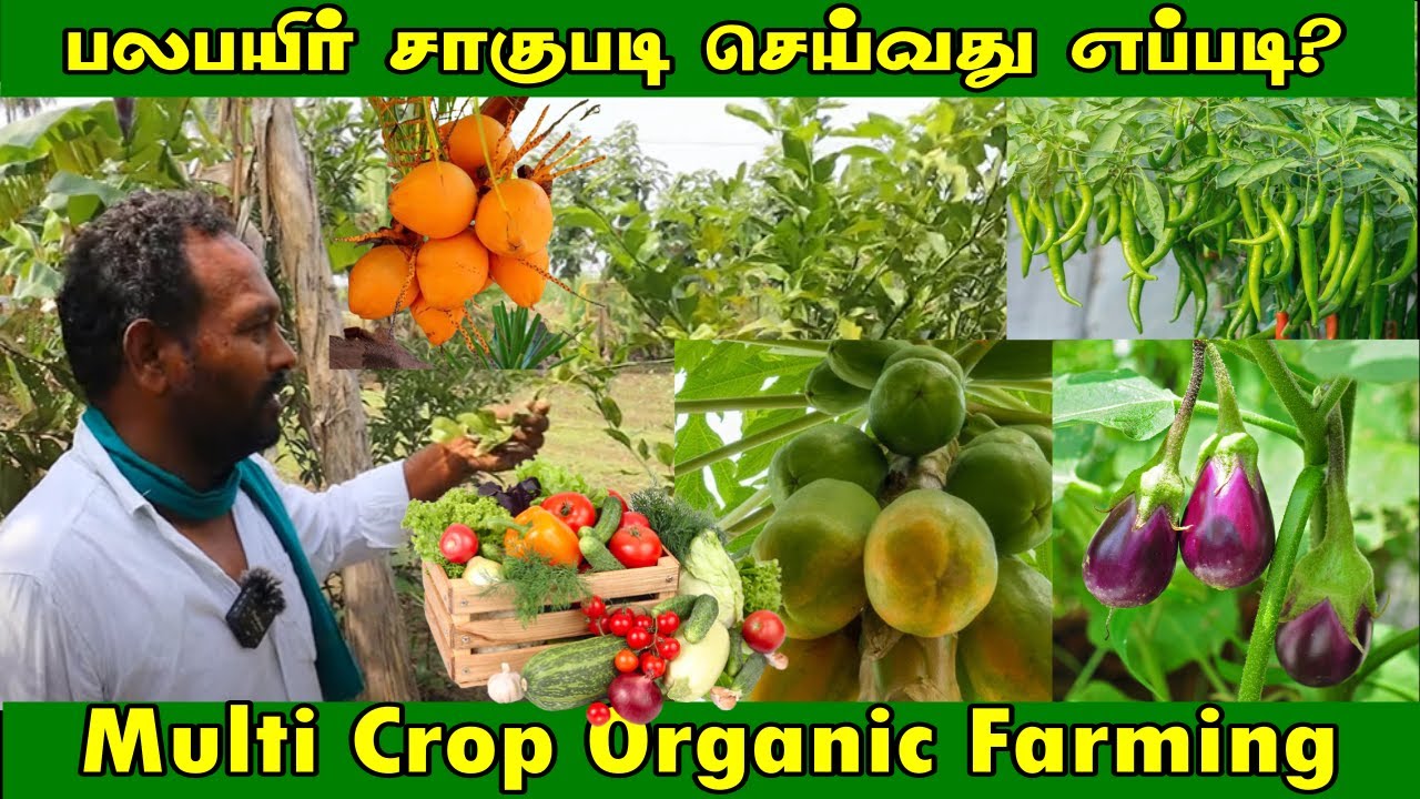 பல பயிர் சாகுபடி | ஆண்டு முழுவதும் வருமானம் | Multi Crop Cultivation | Multi Crop Organic Farming