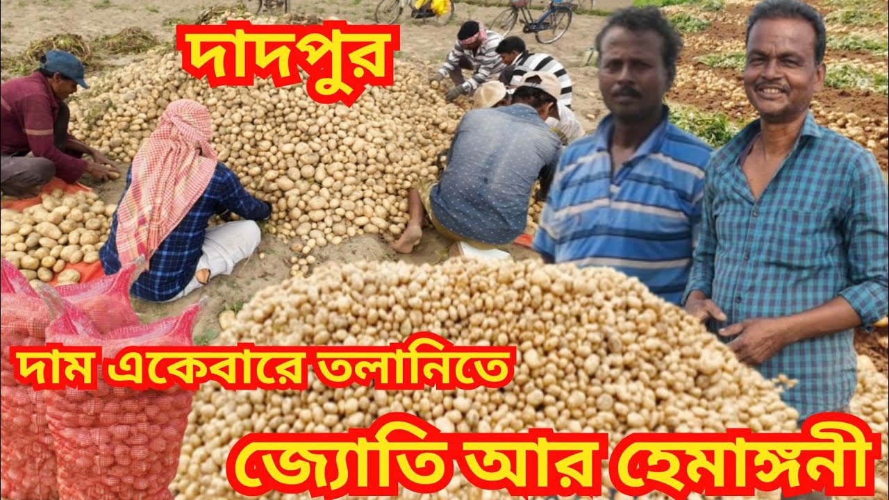 মাঠ থেকে জ্যোতি আর হেমাঙ্গনী আলু উঠছে | স্টোর লোডিংও শুরু হয়েছে | দাম নিয়ে কী বলছেন হুগলির চাষীরা?