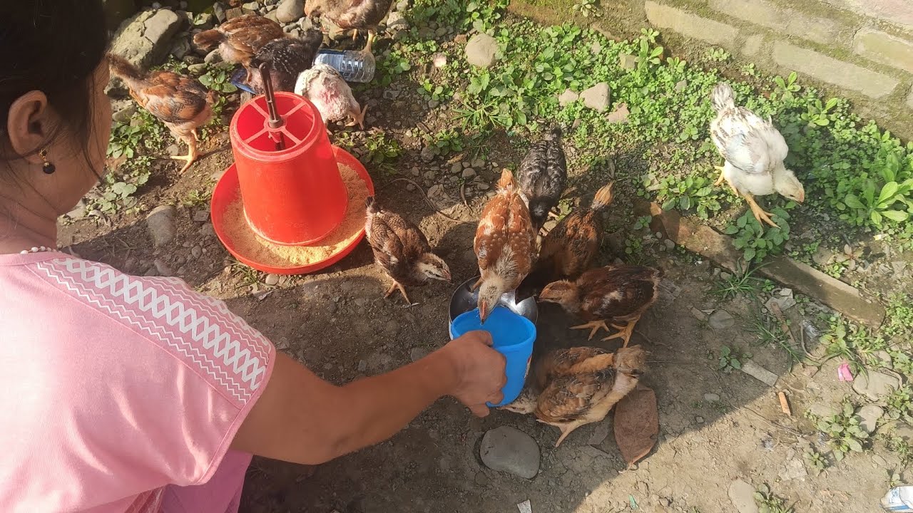 Koilar Ffg Chicken  Days 3 to 27 Growth Timelapse #chicken #farming