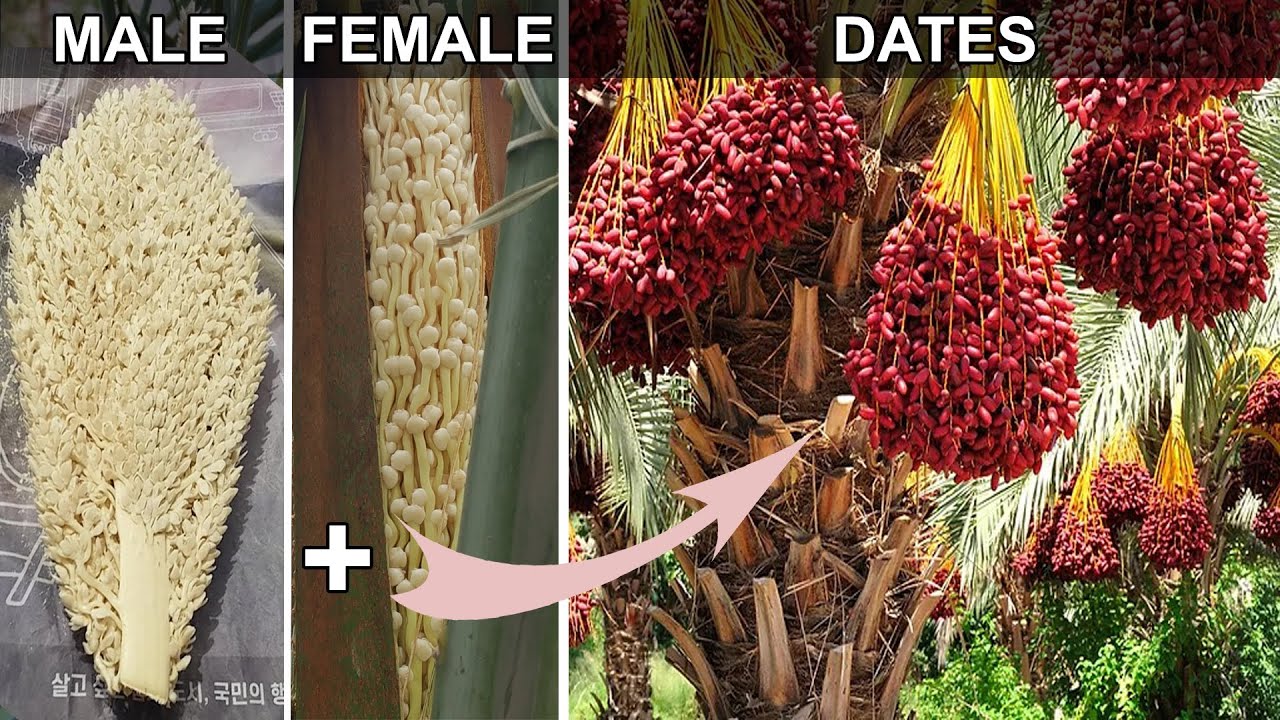 How to Grow Dates at Home | Date Palm Pollination | Why my Date Palm Not Producing Fruit