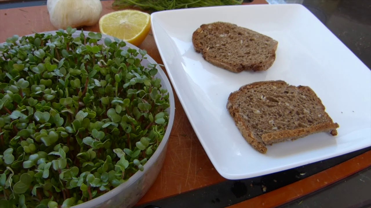 Toaster Chronicles: Avocado Toast
