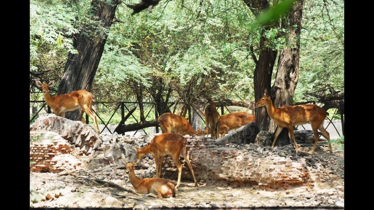 दिल्ली चिड़ियाघर का दीदार II Delhi Zoo II Chidiya Ghar II दिल्ली चिड़िया घर