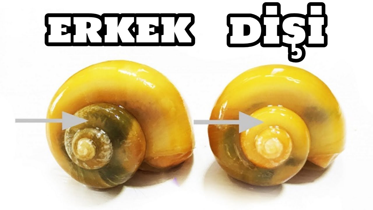 Elma Salyangoz  Cinsiyet Ayrımı