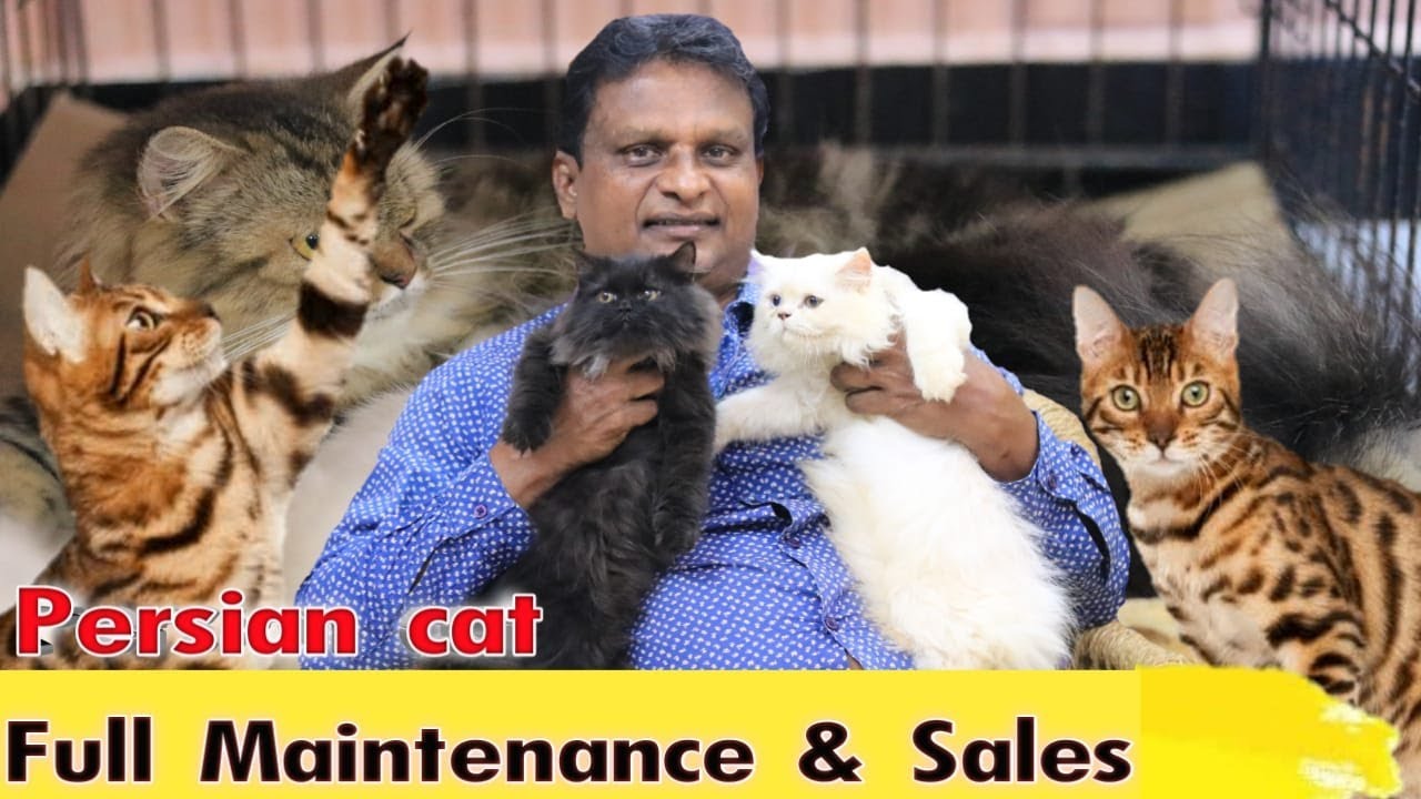 Persian cat வளர்ப்பு முறை தமிழ் | Persian cat for sales | How to care Persian cat | cat farm Tamil