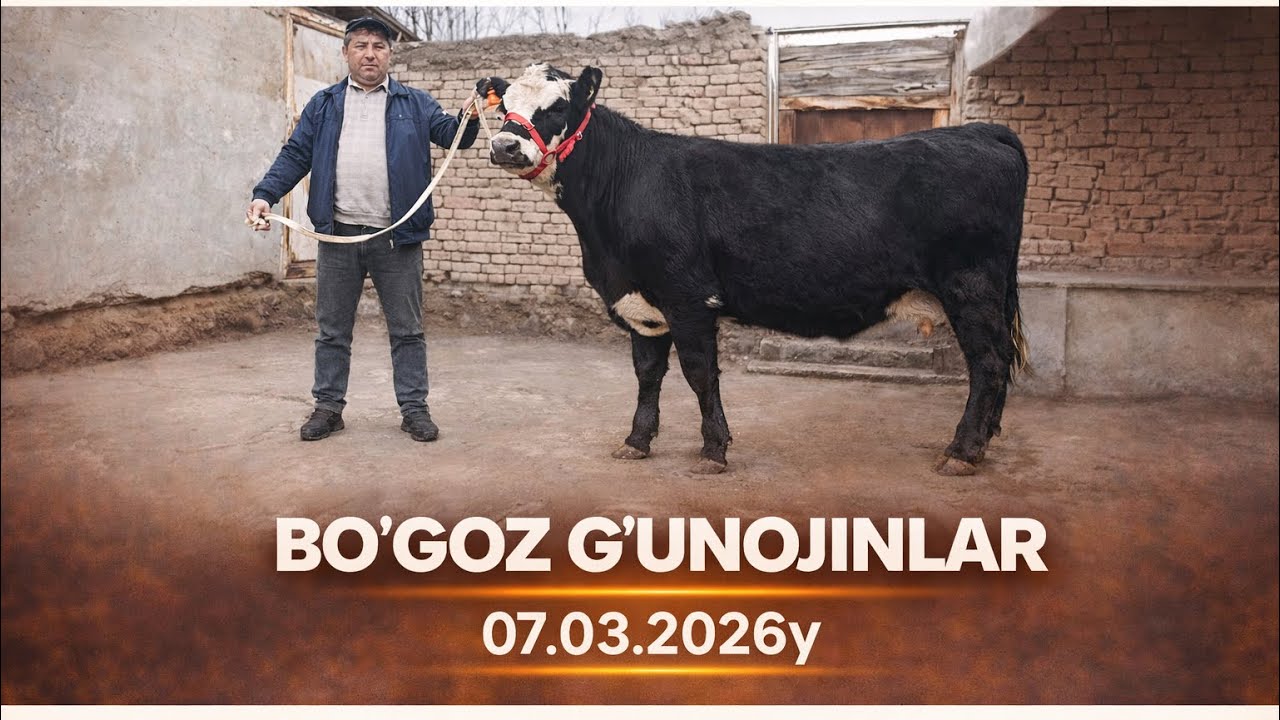 YAQIN BOGOZ SIGIRLAR SOTILADI ☎️902206515
