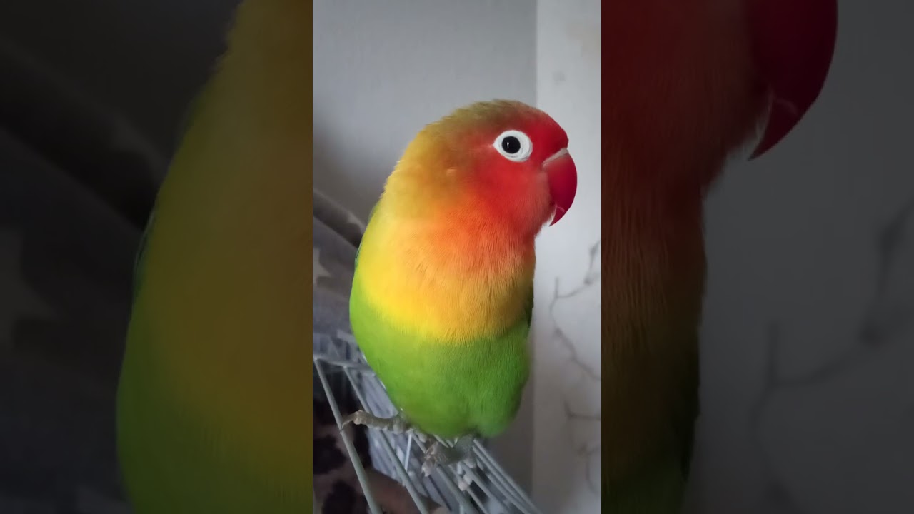 Kleiner Spinner izzy aus Berlin,die volle Version 😂😂
