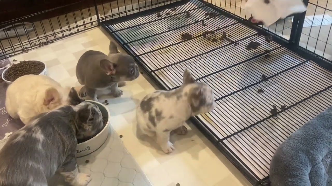 Puppies fully weaned and potty trained at 7 weeks