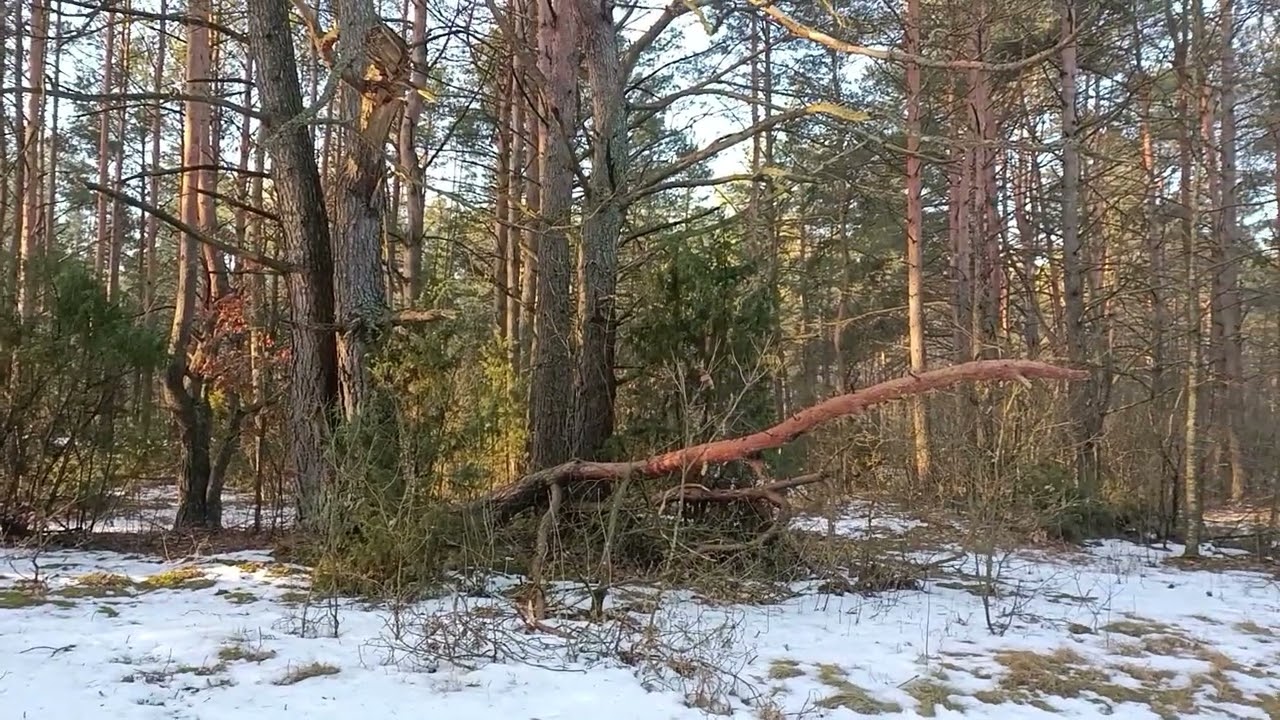 Sunny Forest Walk