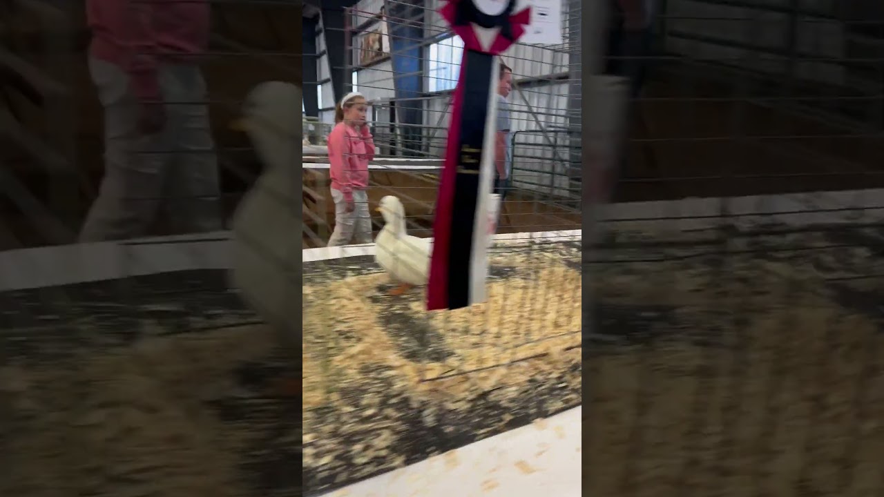 Junior division Ontario poultry breeders