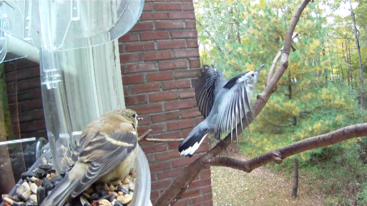 Bird Pecking Order (perfect for cats:)
