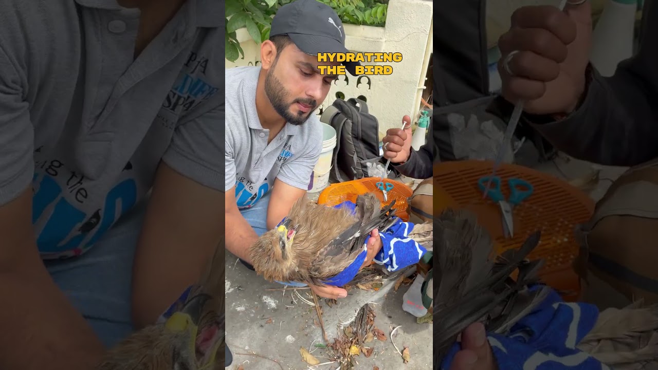 Deadly Manja vs. Black Kite | PfA&rsquo;s Timely Rescue #wildliferescue #pfawildlifehospital #pfa