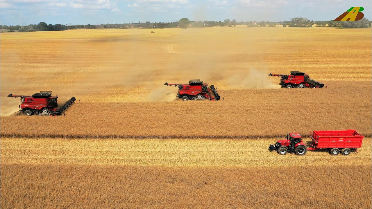 Rapsernte 2021 in der Uckermark 3 Case IH 8250 Mähdrescher im Großeinsatz Landwirtschaft Brandenburg