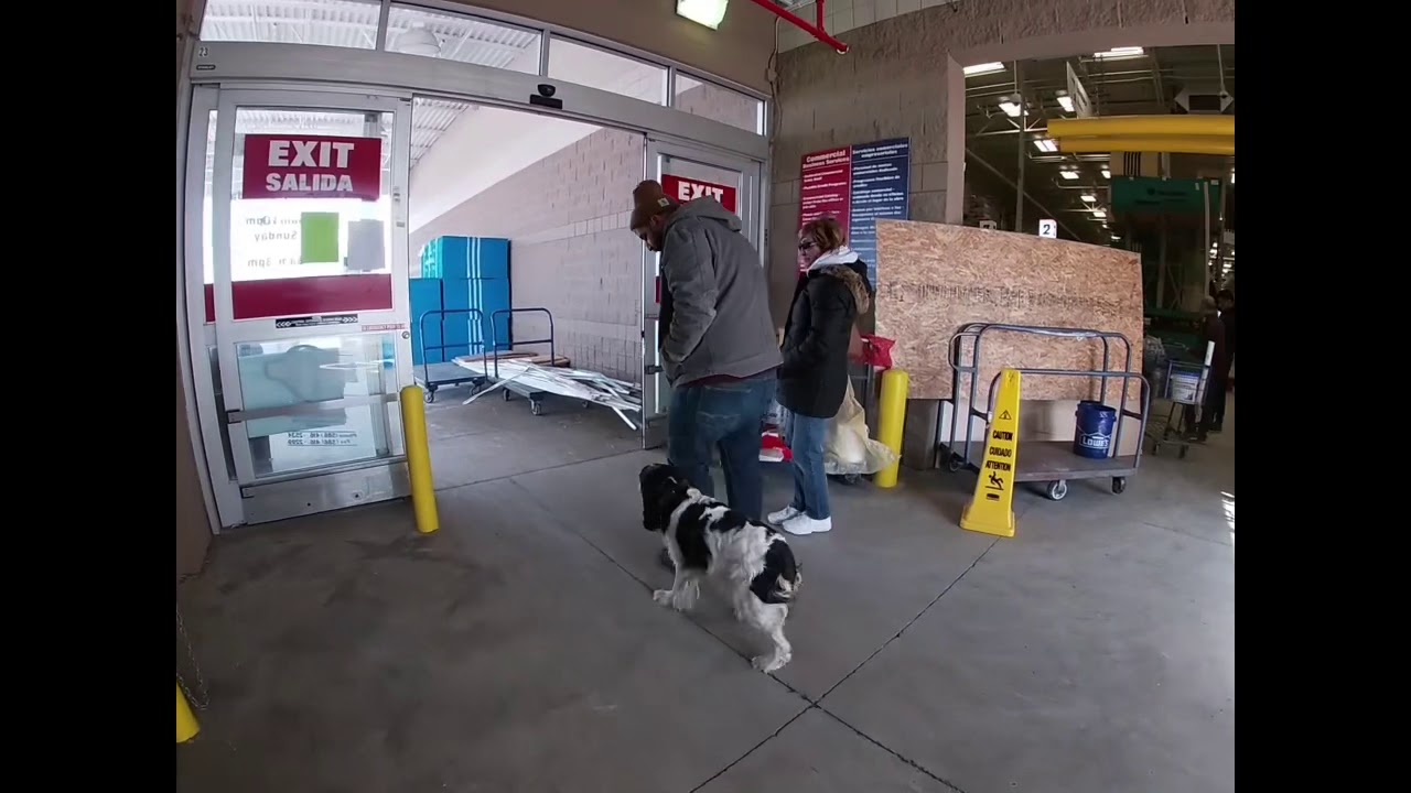 &ldquo;Higgins&rdquo; Springer Spaniel l Amazing Obedience l Off Leash K9 Training Detroit