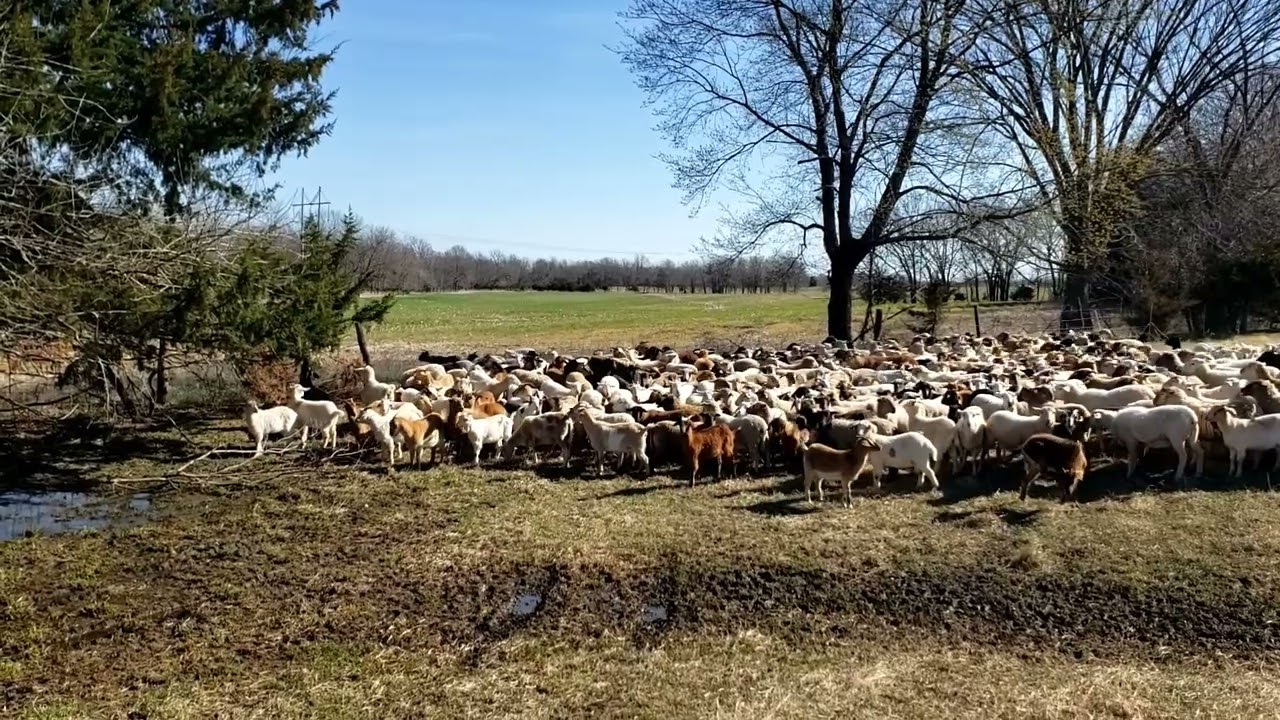 Grazing sheep/goats on Cereal Rye Cover Crop